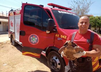Disque-Denúncia 181 registra aumento de 65,1% nas denúncias de maus-tratos de animais