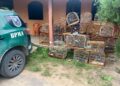 Homem é detido e 21 aves silvestres são resgatadas pela PMCE na zona rural de Crato