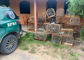 Homem é detido e 21 aves silvestres são resgatadas pela PMCE na zona rural de Crato