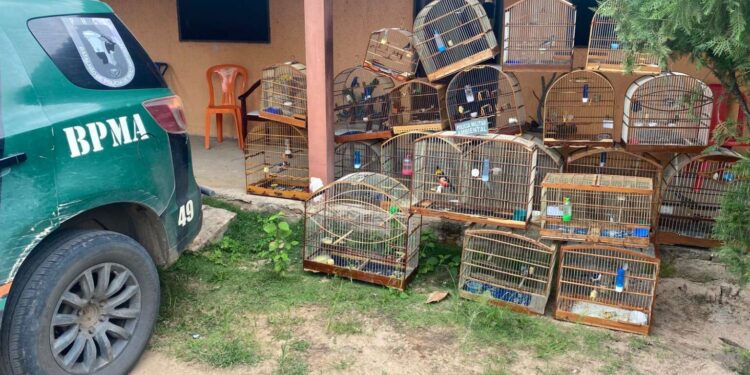 Homem é detido e 21 aves silvestres são resgatadas pela PMCE na zona rural de Crato