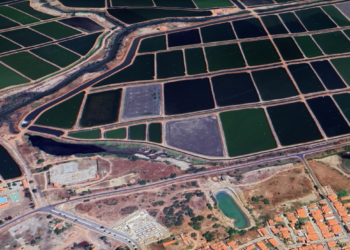 Aracati lidera produção de camarão no Brasil, com mais de 21 mil toneladas em 2025
